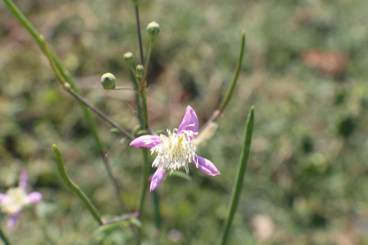 Cleome